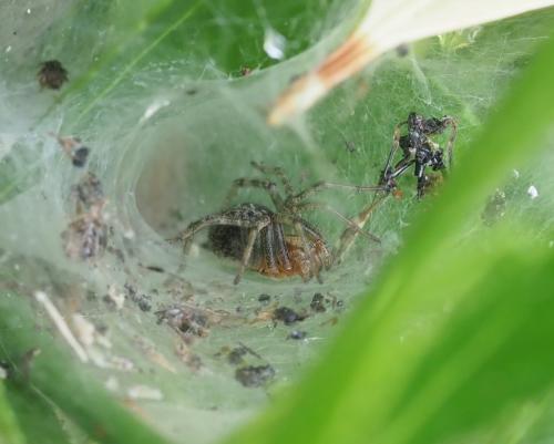 Agelena labyrinthica